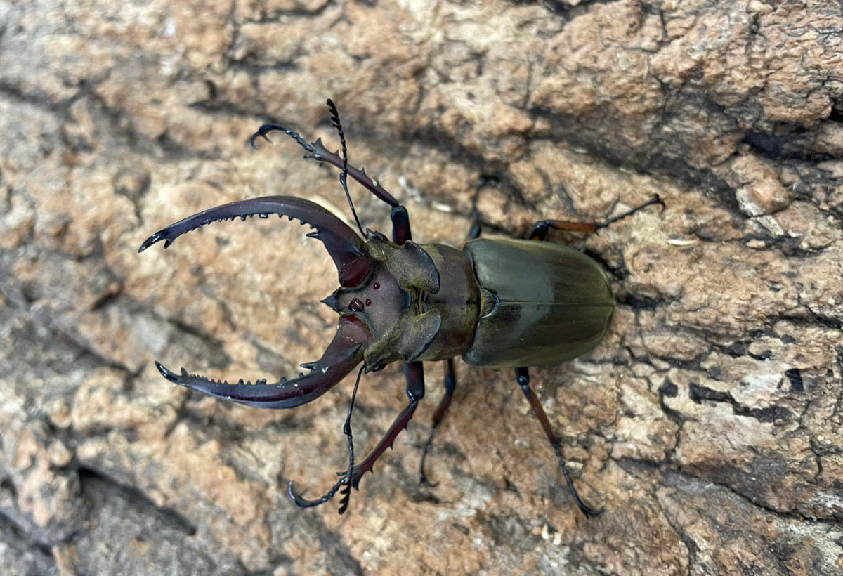 ラミニフェルミヤマクワガタ