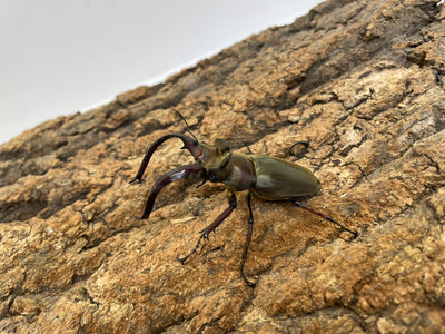 ラミニフェルミヤマクワガタ