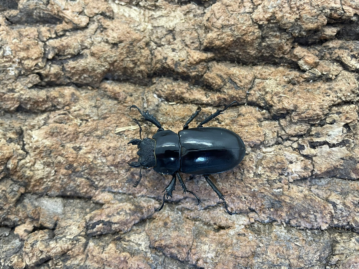 ラミニフェルミヤマクワガタ