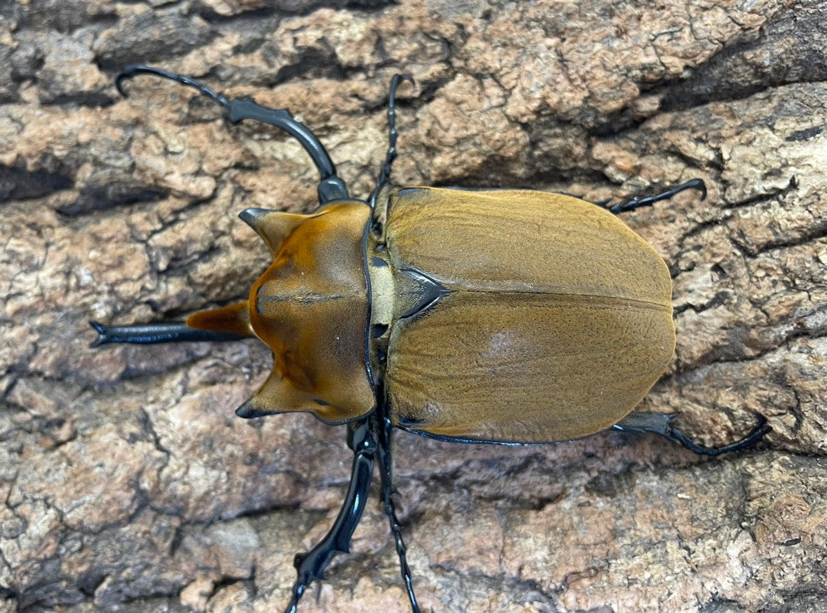 エレファスゾウカブト