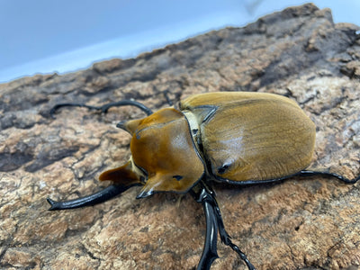 エレファスゾウカブト