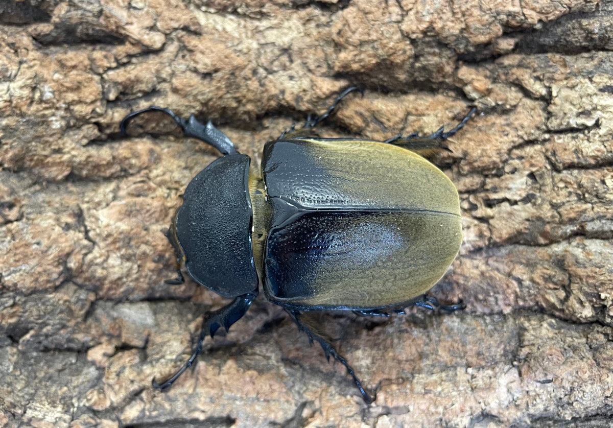 エレファスゾウカブト