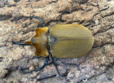 エレファスゾウカブト