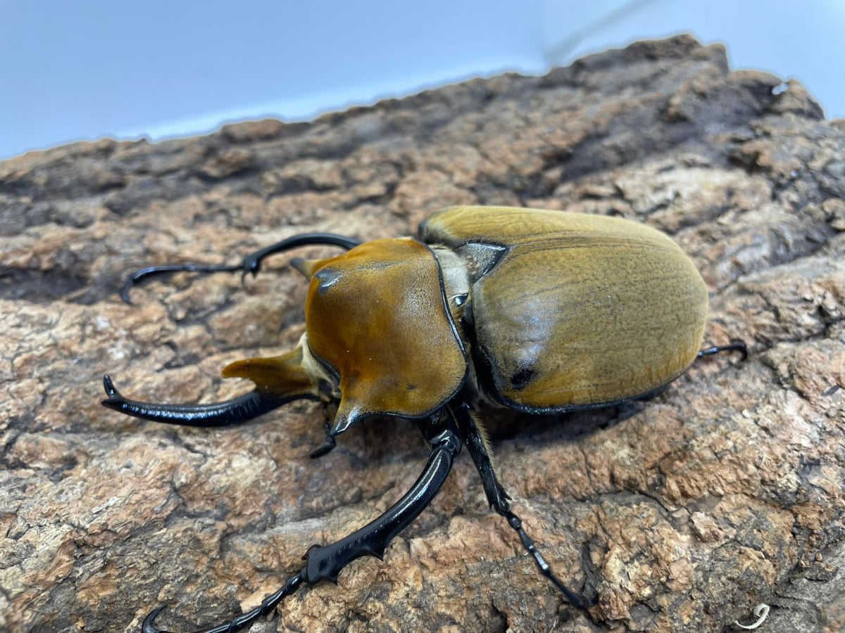 エレファスゾウカブト – INSECT SHOP KMY