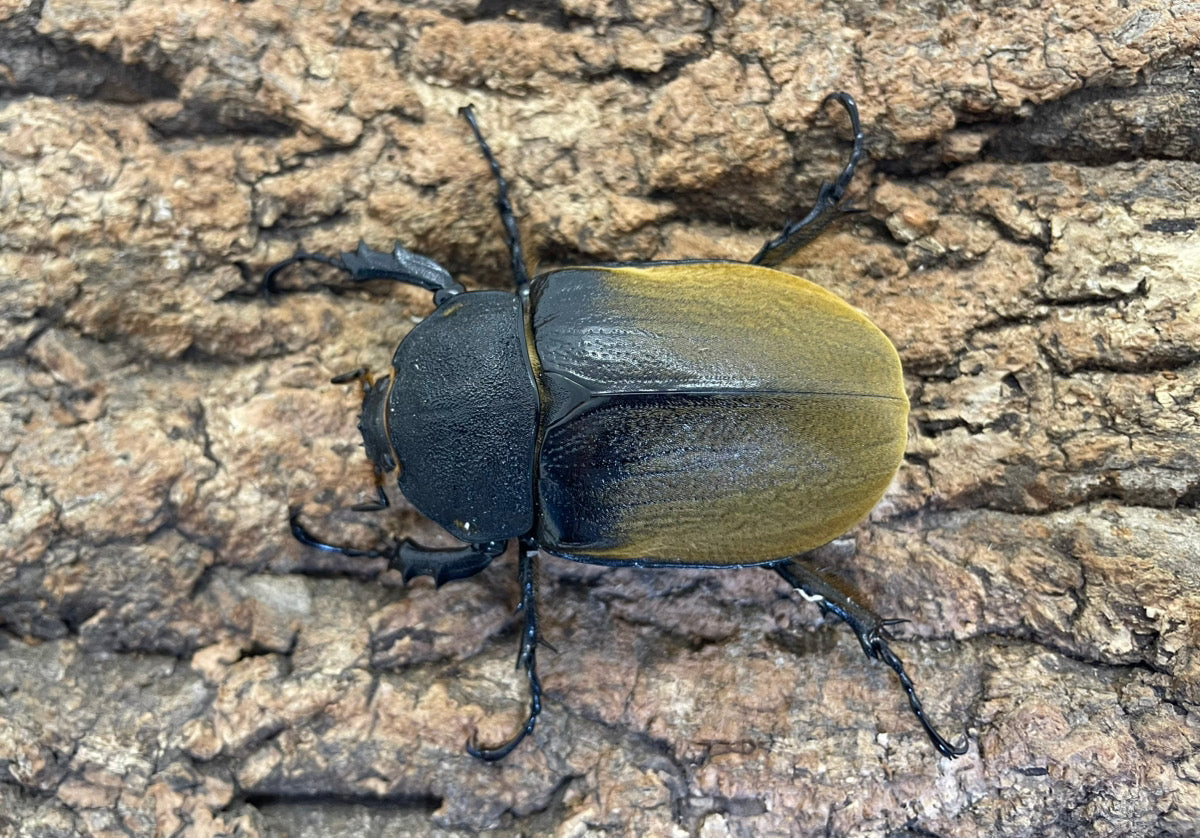 エレファスゾウカブト