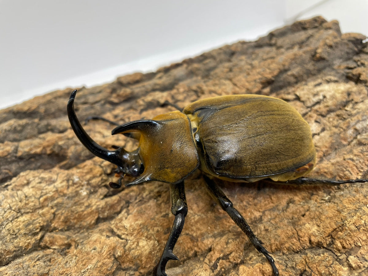 ギアスゾウカブト（亜種ポリオン）