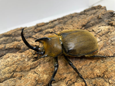 ギアスゾウカブト（亜種ポリオン）