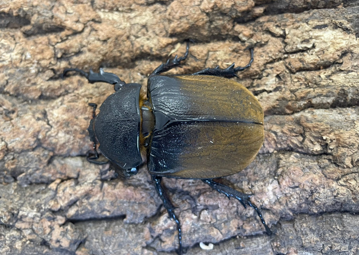 ギアスゾウカブト（亜種ポリオン）