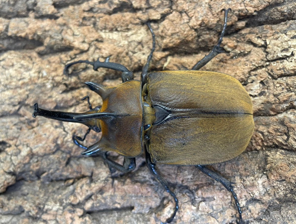 ギアスゾウカブト（亜種ポリオン）