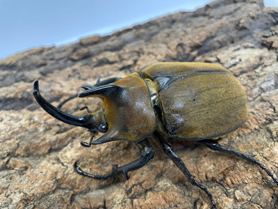 ギアスゾウカブト（亜種ポリオン）