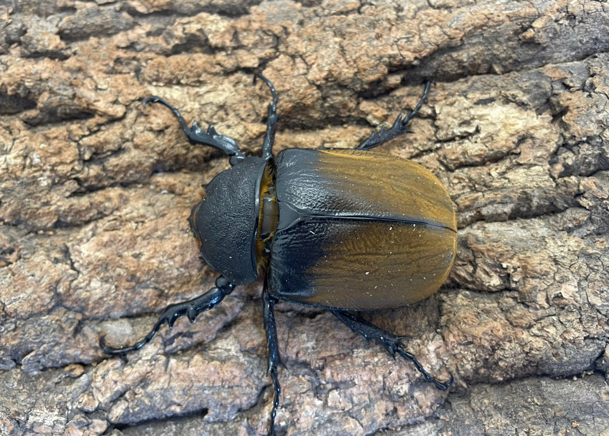 ギアスゾウカブト（亜種ポリオン）