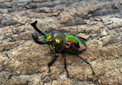 ニジイロクワガタ