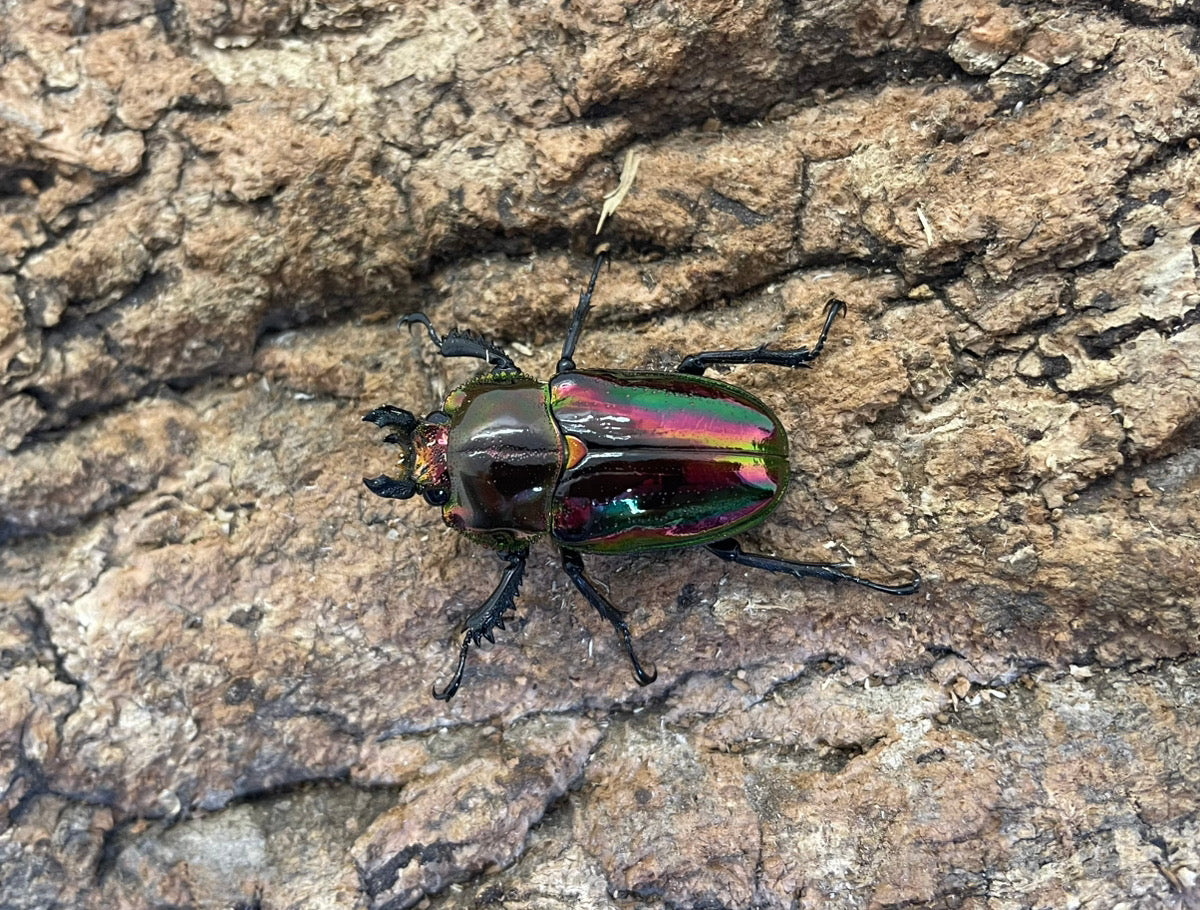 ニジイロクワガタ