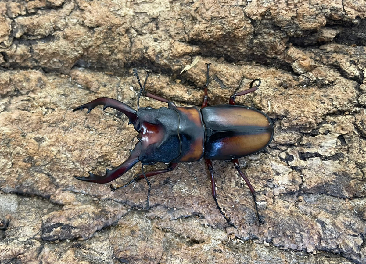 ミラビリスノコギリクワガタ