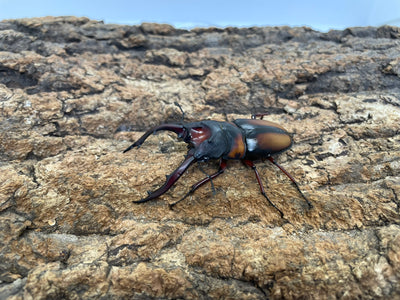 ミラビリスノコギリクワガタ