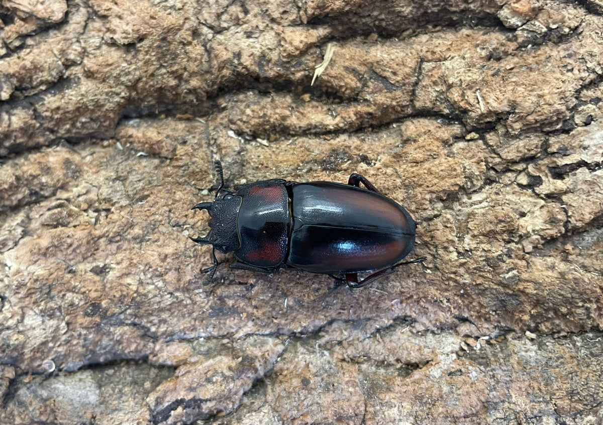 ミラビリスノコギリクワガタ