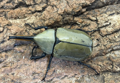 グラントシロカブト