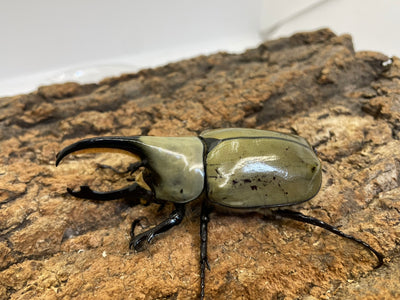 グラントシロカブト