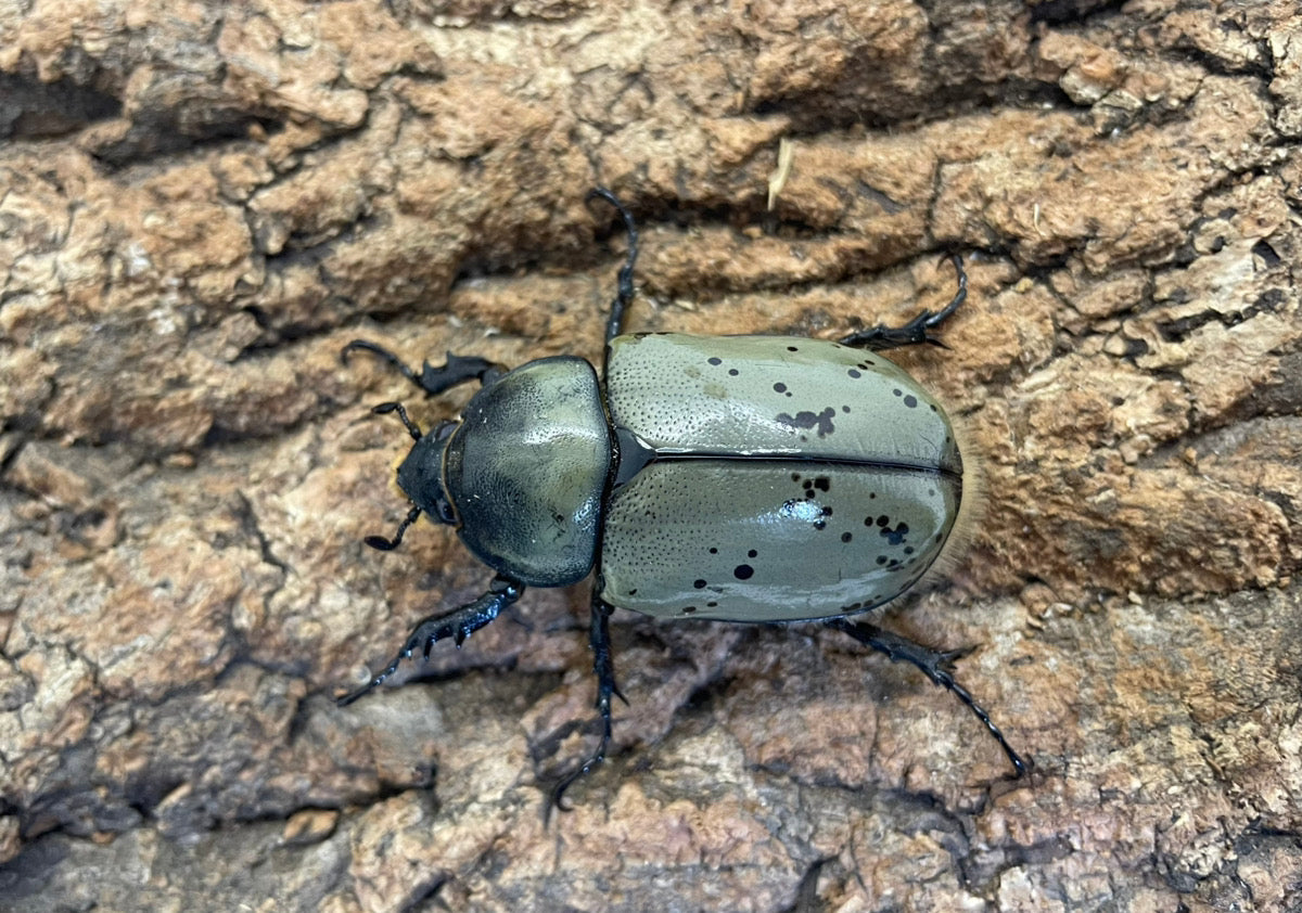 グラントシロカブト