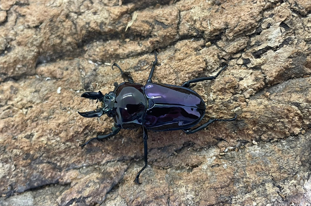 ニジイロクワガタ（紫煌血統）