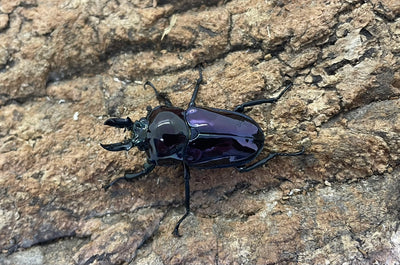 ニジイロクワガタ（紫煌血統）