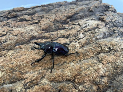 ニジイロクワガタ（紫煌血統）