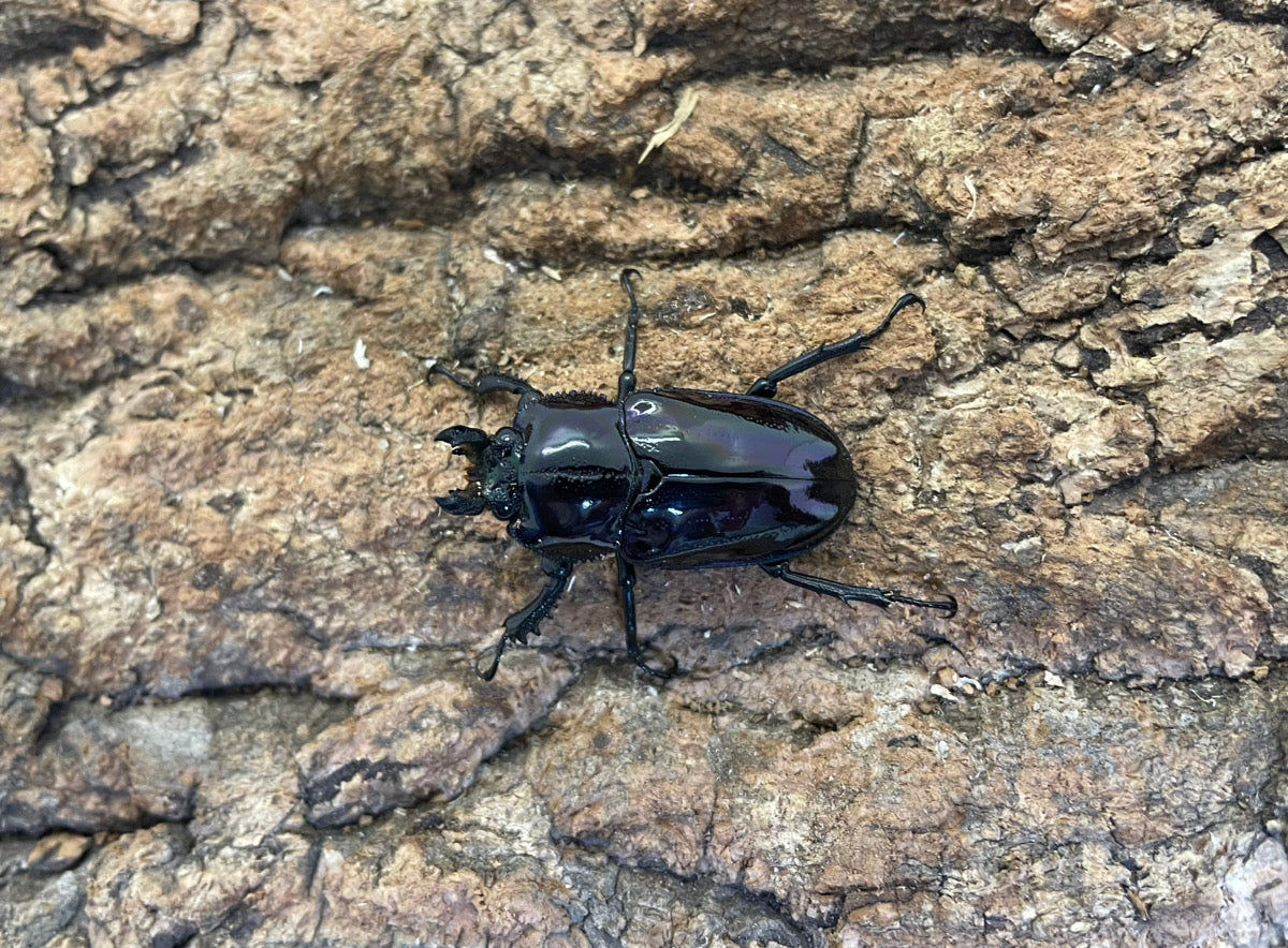 ニジイロクワガタ（紫煌血統）