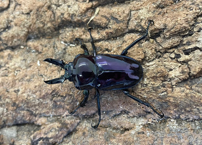 ニジイロクワガタ（紫煌血統）