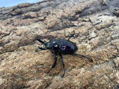 ニジイロクワガタ（紫煌血統）