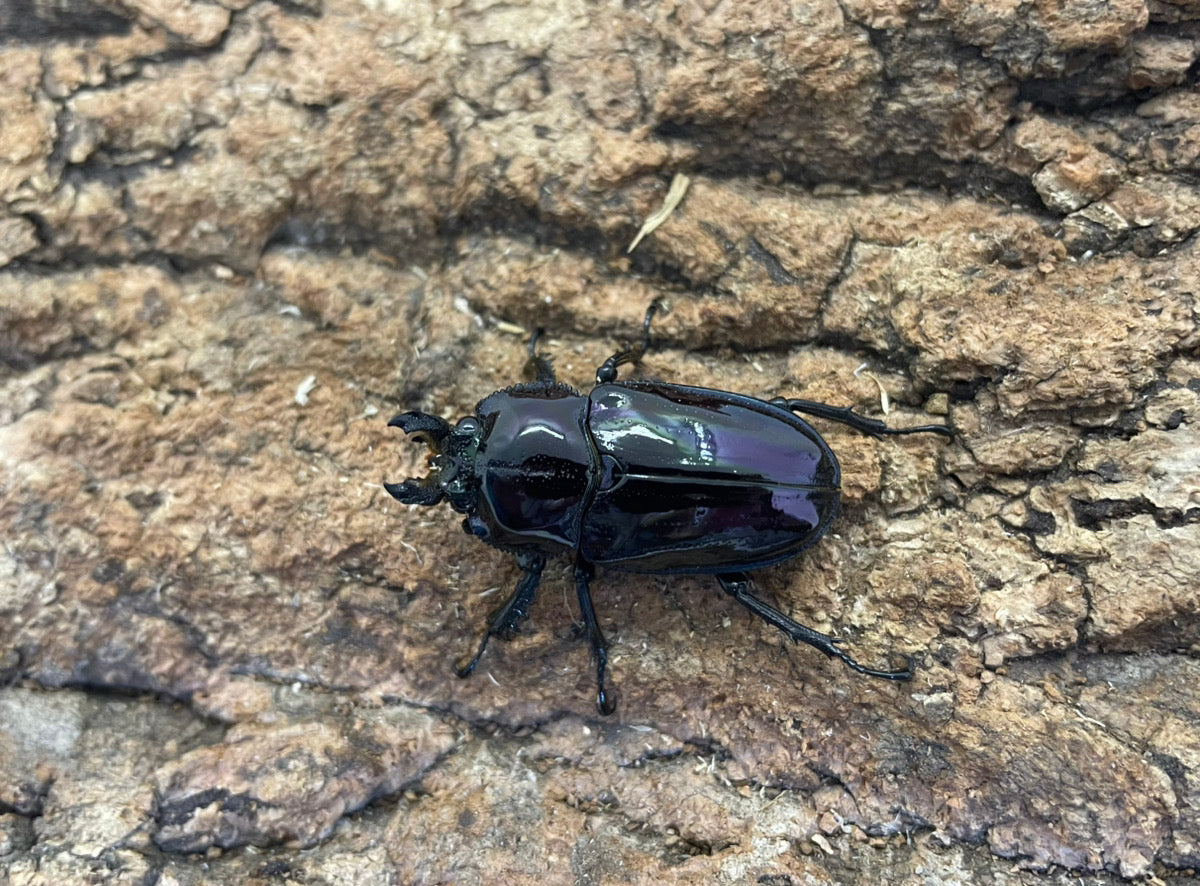 ニジイロクワガタ（紫煌血統）