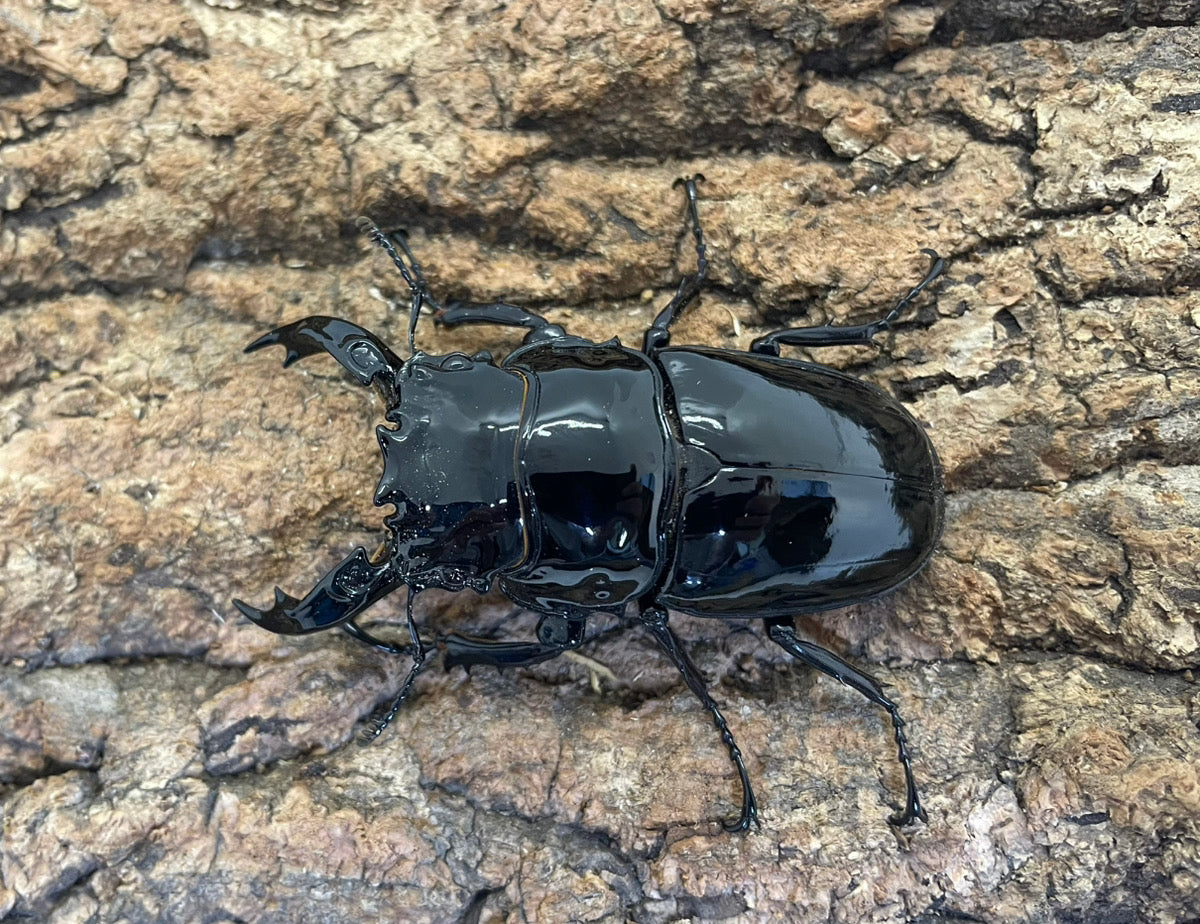 レギウスオオツヤクワガタ