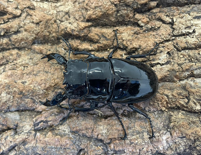レギウスオオツヤクワガタ