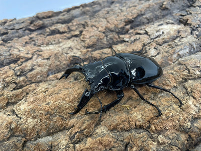 レギウスオオツヤクワガタ