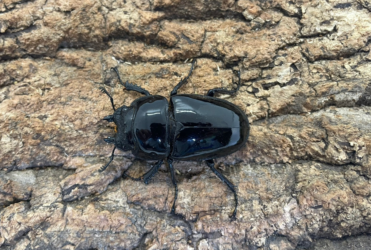 レギウスオオツヤクワガタ