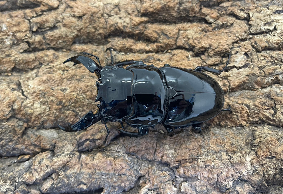 コレクション – INSECT SHOP KMY