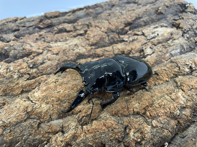 レギウスオオツヤクワガタ