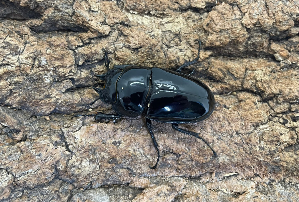 レギウスオオツヤクワガタ