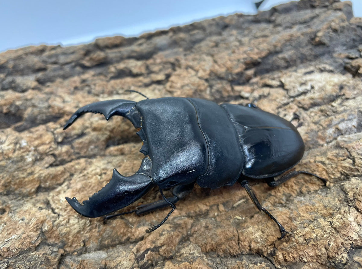 スマトラオオヒラタクワガタ