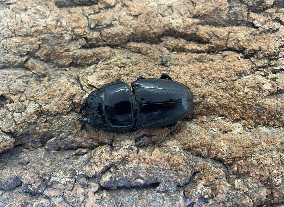 スマトラオオヒラタクワガタ