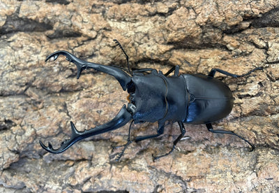 ギラファノコギリクワガタ