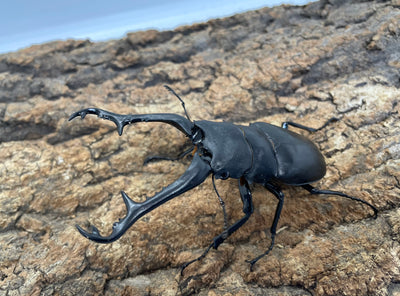 ギラファノコギリクワガタ