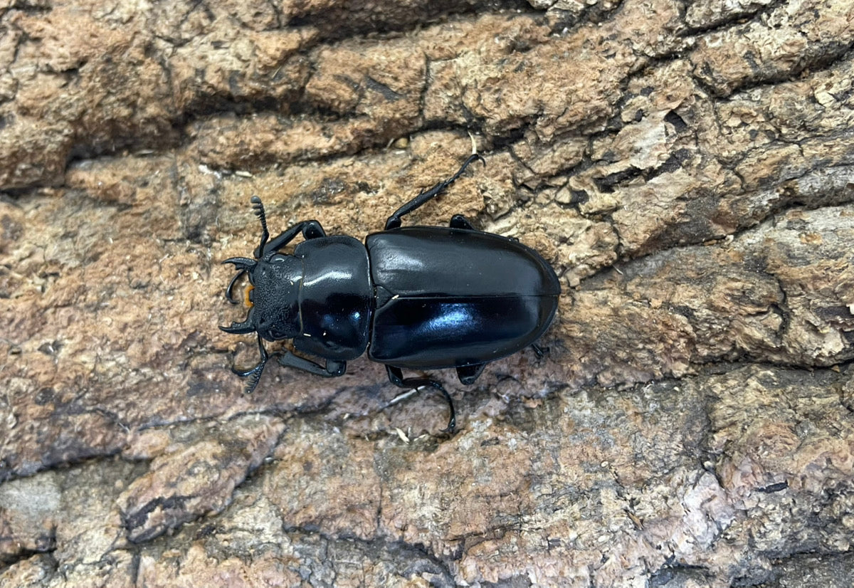 ギラファノコギリクワガタ