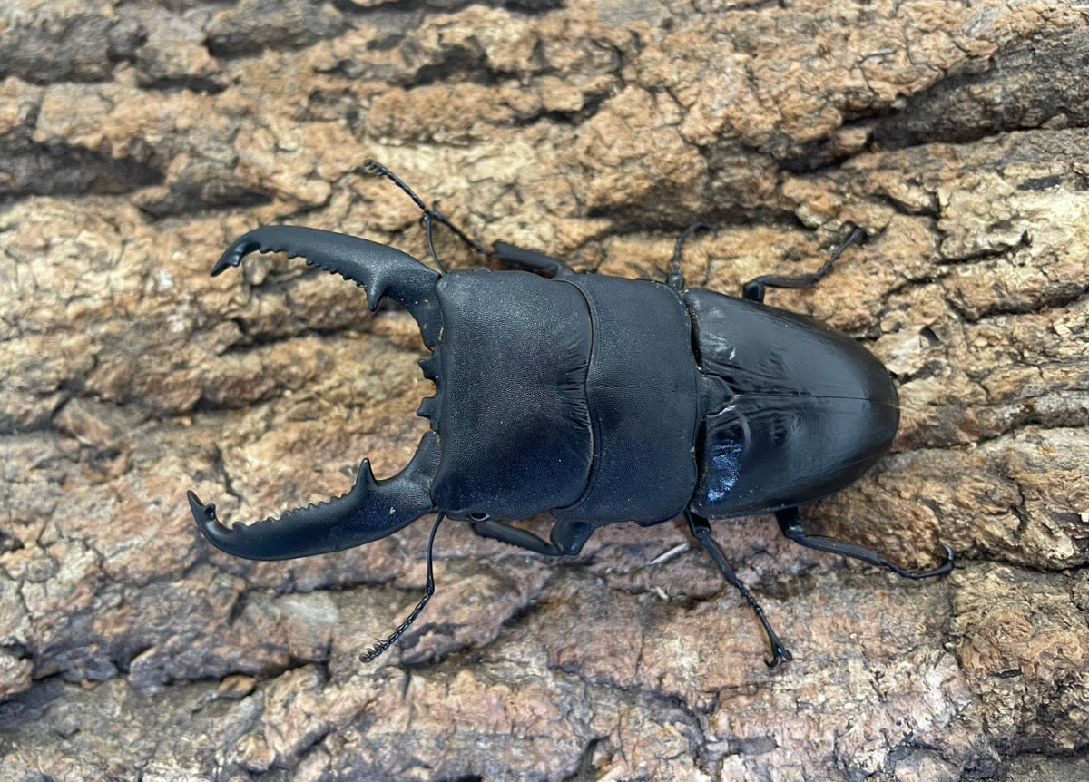 パラワンオオヒラタクワガタ