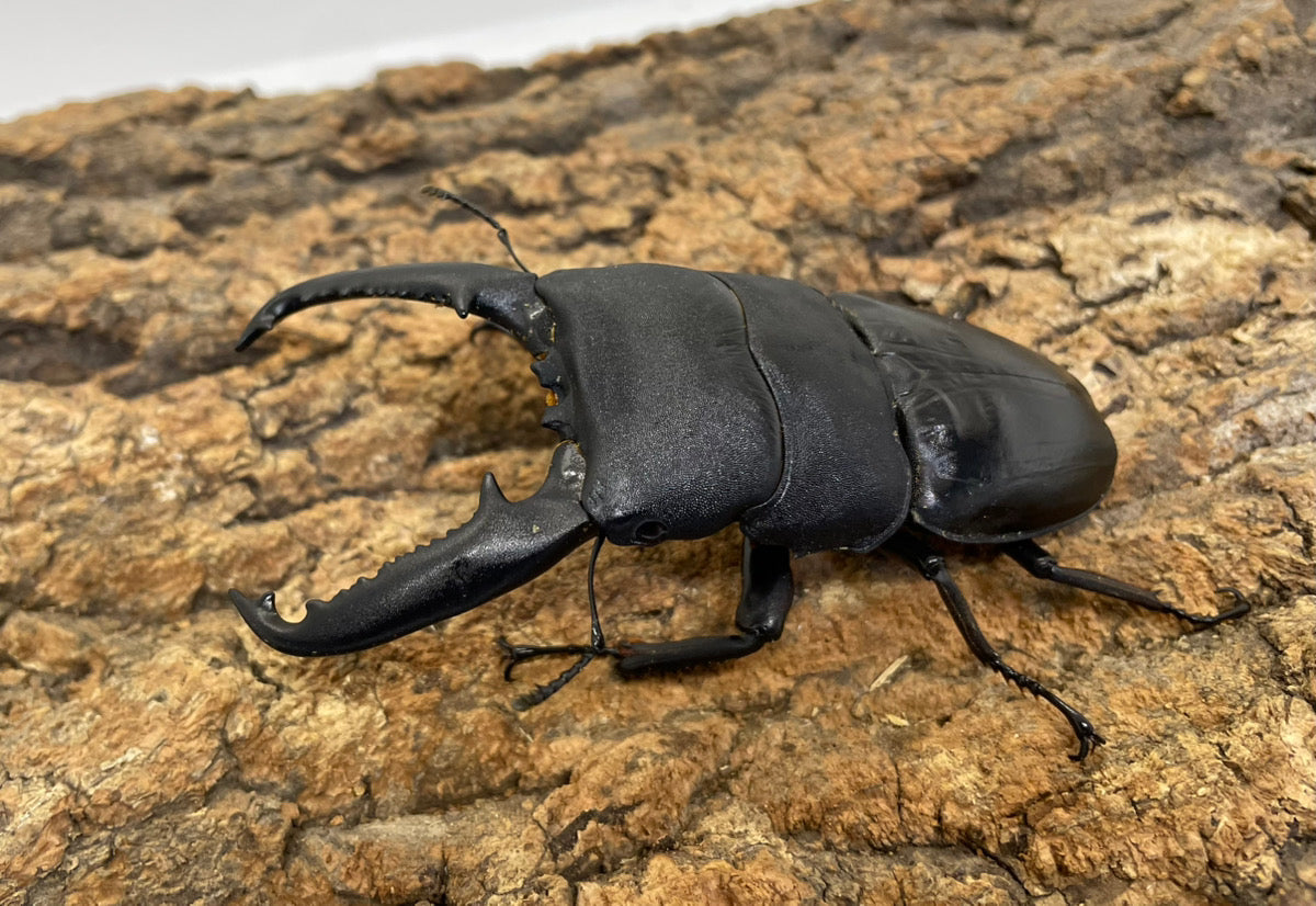 パラワンオオヒラタクワガタ