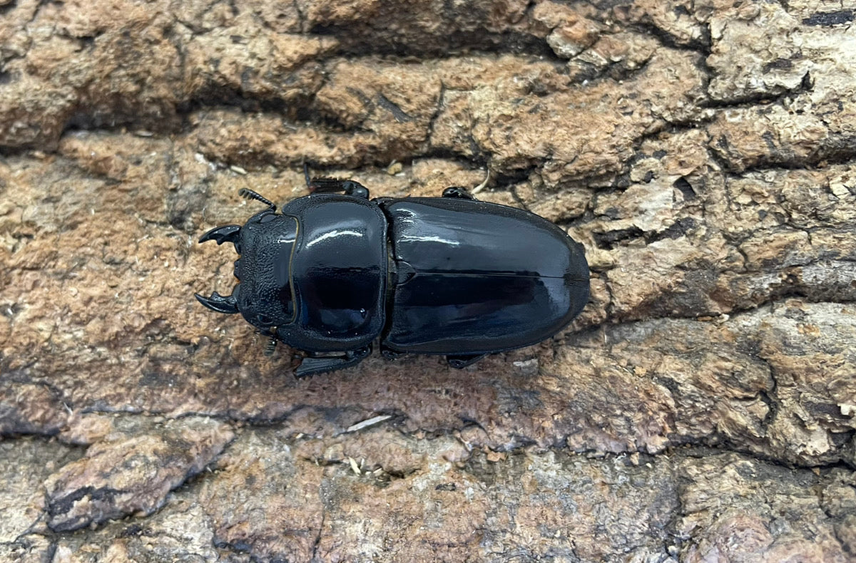 パラワンオオヒラタクワガタ