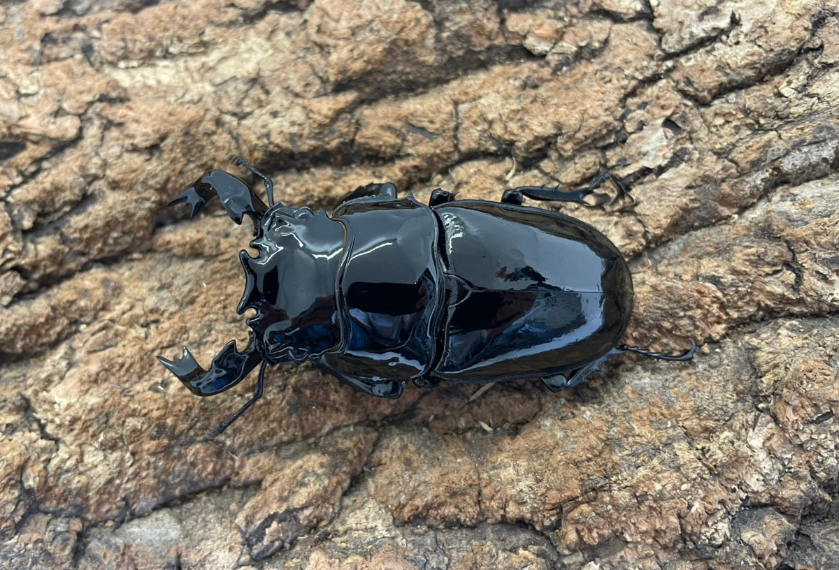 タランドゥスオオツヤクワガタ