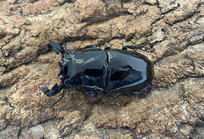 タランドゥスオオツヤクワガタ