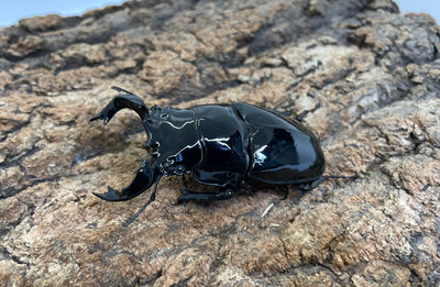 タランドゥスオオツヤクワガタ