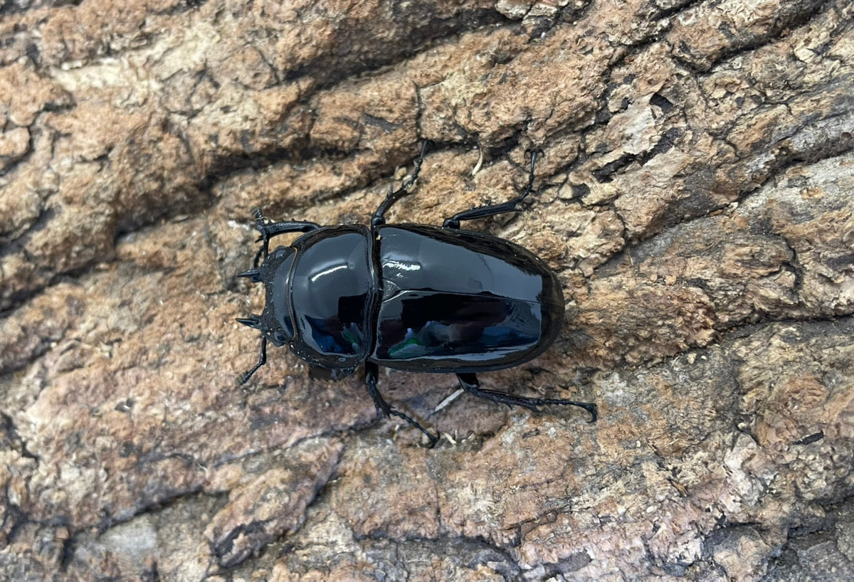 タランドゥスオオツヤクワガタ