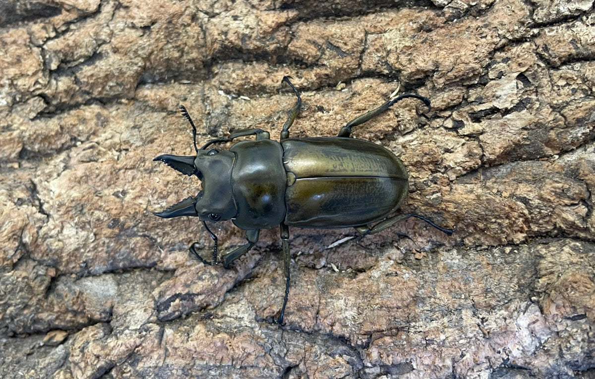 ローゼンベルグオウゴンオニクワガタ